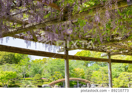 Wisteria shelf in full bloom in the Japanese garden of Shiawasenomura, Kobe 89210773