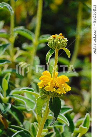 Jerusalem sage 89210812
