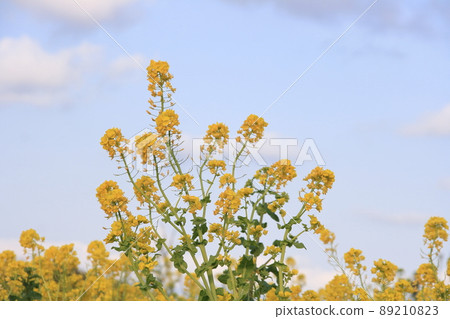 藍天下盛開的油菜花 89210823