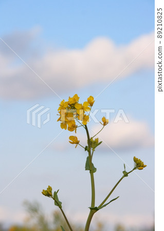 與朋友一起開得漂亮的油菜花特寫 89210825