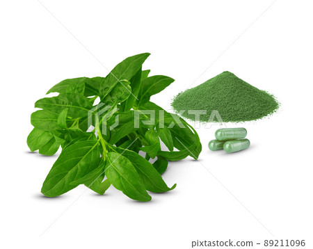 Andrographis paniculata plant on white background Andrographis paniculata plant on white background 89211096