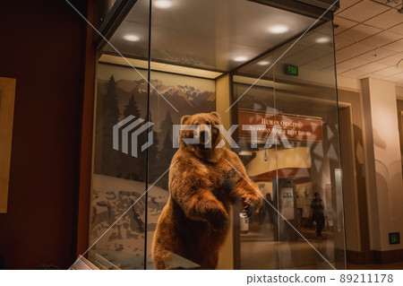 Grizzly Bear Exhibit at Smithsonian Natural History Museum in Washington DC Grizzly Bear Exhibit at Smithsonian Natural History Museum in Washington DC 89211178