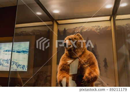 Grizzly Bear Exhibit at Smithsonian Natural History Museum in Washington DC Grizzly Bear Exhibit at Smithsonian Natural History Museum in Washington DC 89211179