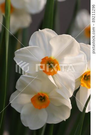 Narcissus flowers with white petals and orange corolla blooming in the spring garden of Japan 89211296