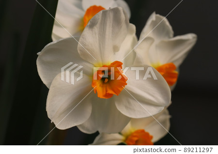 Narcissus flowers with white petals and orange corolla blooming in the spring garden of Japan Narcissus flowers with white petals and orange corolla blooming in the spring garden of Japan 89211297