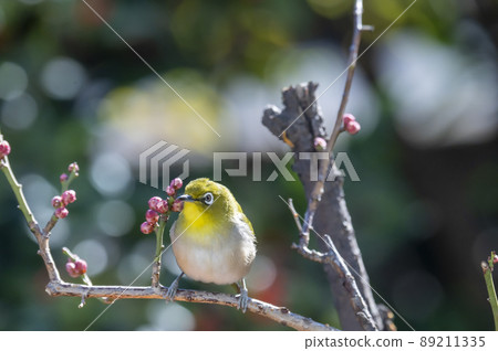 Various funny facial expressions and gestures of white-eyes who came to the plum tree in the garden in early spring Various funny facial expressions and gestures of white-eyes who came to the plum tree in the garden in early spring 89211335