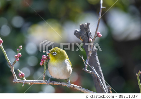 Various funny facial expressions and gestures of white-eyes who came to the plum tree in the garden in early spring 89211337