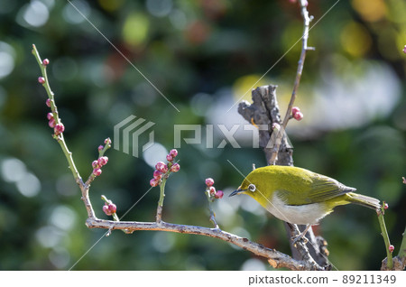 早春來到園裡梅樹的白眼的各種搞笑表情和手勢 早春來到園裡梅樹的白眼的各種搞笑表情和手勢 89211349