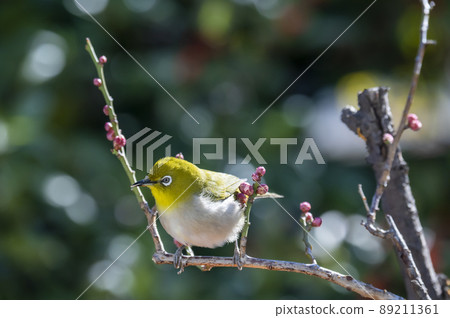Various funny facial expressions and gestures of white-eyes who came to the plum tree in the garden in early spring 89211361