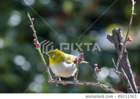 Various funny facial expressions and gestures of white-eyes who came to the plum tree in the garden in early spring Various funny facial expressions and gestures of white-eyes who came to the plum tree in the garden in early spring 89211363