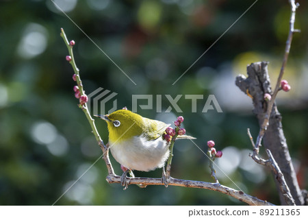 Various funny facial expressions and gestures of white-eyes who came to the plum tree in the garden in early spring Various funny facial expressions and gestures of white-eyes who came to the plum tree in the garden in early spring 89211365