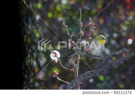 Various funny facial expressions and gestures of white-eyes who came to the plum tree in the garden in early spring 89211378