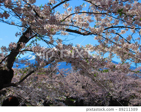 Hirosaki Park Sakura 89211389