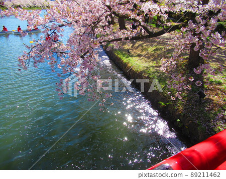 弘前公園櫻花 弘前公園櫻花 89211462
