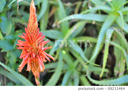蘆薈花 89211464