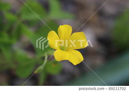 開花在日本春天領域的酢漿草黃色花 開花在日本春天領域的酢漿草黃色花 89211702
