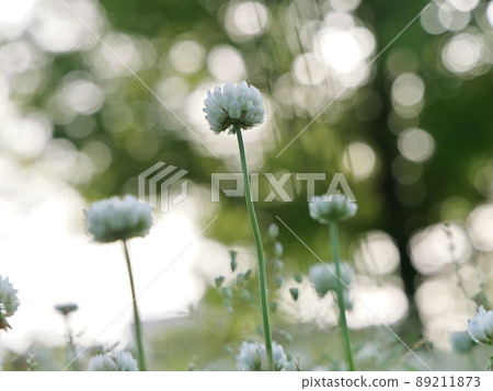 White clover that shines against the sun 89211873