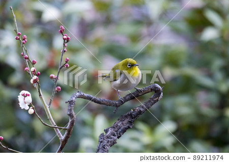Various funny facial expressions and gestures of white-eyes who came to the plum tree in the garden in early spring Various funny facial expressions and gestures of white-eyes who came to the plum tree in the garden in early spring 89211974
