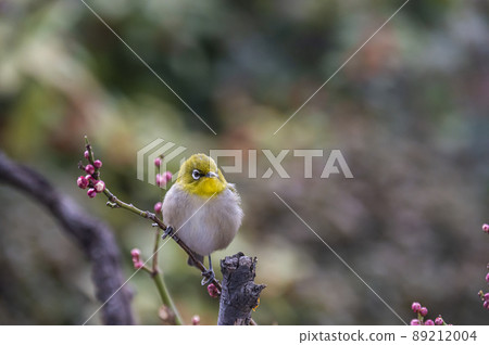 Various funny facial expressions and gestures of white-eyes who came to the plum tree in the garden in early spring 89212004