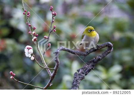 Various funny facial expressions and gestures of white-eyes who came to the plum tree in the garden in early spring 89212005