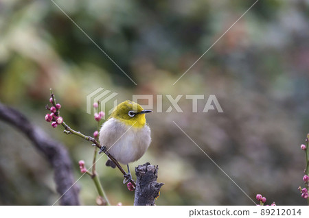 Various funny facial expressions and gestures of white-eyes who came to the plum tree in the garden in early spring Various funny facial expressions and gestures of white-eyes who came to the plum tree in the garden in early spring 89212014