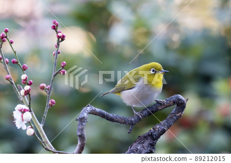 Various funny facial expressions and gestures of white-eyes who came to the plum tree in the garden in early spring 89212015