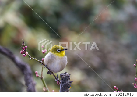 Various funny facial expressions and gestures of white-eyes who came to the plum tree in the garden in early spring Various funny facial expressions and gestures of white-eyes who came to the plum tree in the garden in early spring 89212016