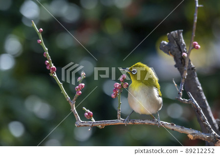 Various funny facial expressions and gestures of white-eyes who came to the plum tree in the garden in early spring Various funny facial expressions and gestures of white-eyes who came to the plum tree in the garden in early spring 89212252