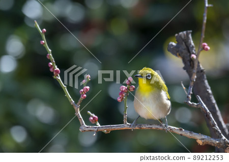 Various funny facial expressions and gestures of white-eyes who came to the plum tree in the garden in early spring Various funny facial expressions and gestures of white-eyes who came to the plum tree in the garden in early spring 89212253