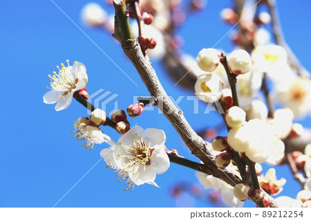 Hakubai (white plum) in full bloom Hakubai (white plum) in full bloom 89212254