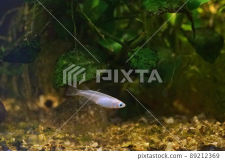 奧大高魚缸 奧大高魚缸 89212369