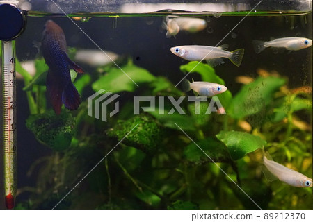 奧大高魚缸 奧大高魚缸 89212370