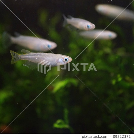 奧大高魚缸 奧大高魚缸 89212371