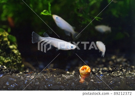 Aomedaka fish tank Aomedaka fish tank 89212372