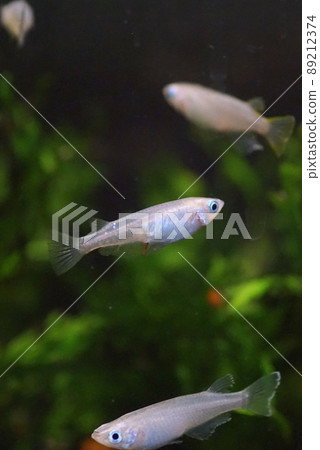 Aomedaka fish tank Aomedaka fish tank 89212374