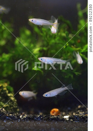 奧大高魚缸 89212380