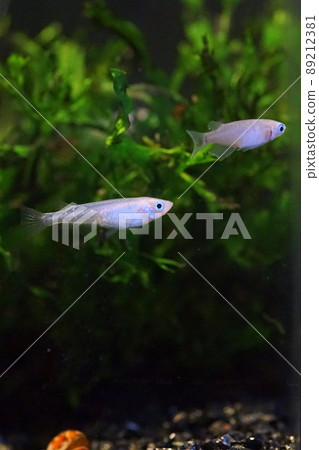 Aomedaka fish tank 89212381