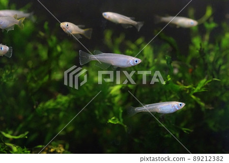Aomedaka fish tank 89212382