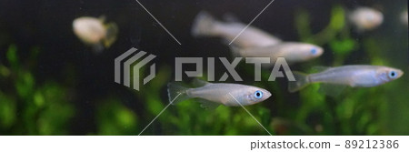 奧大高魚缸 89212386