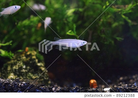 Aomedaka fish tank 89212388