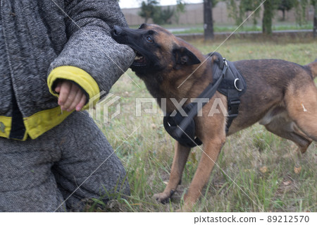 Training sheepdog on attacking. The dog bites in the protected arm. Dog side angle Training sheepdog on attacking. The dog bites in the protected arm. Dog side angle 89212570