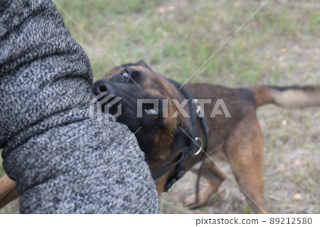 Training sheepdog on attacking. The dog bites in the protected arm. Training sheepdog on attacking. The dog bites in the protected arm. 89212580