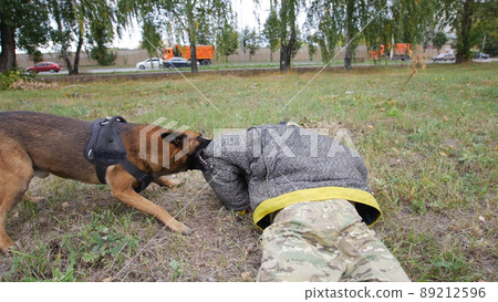 Trained german shepherd dog clings in his trainer arm 89212596