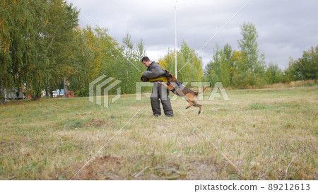 A trained german shepherd dog bites in an arm the man in a protection suit A trained german shepherd dog bites in an arm the man in a protection suit 89212613