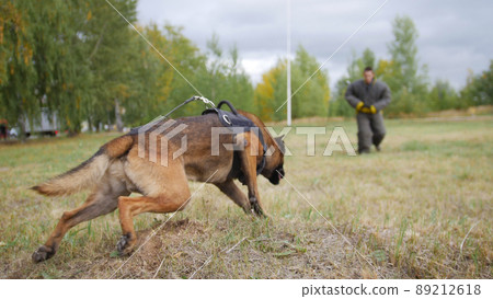 A trained german shepherd dog running towards the man in a protection suit 89212618