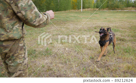 Trained german shepherd dog brings a stick to his trainer Trained german shepherd dog brings a stick to his trainer 89212624