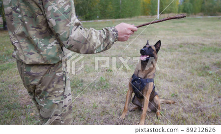 A trainer prepares to throw a stick to a big trained german shepherd dog 89212626