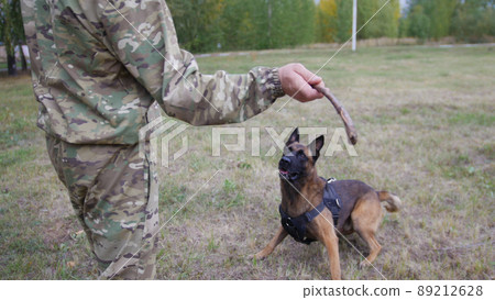 A trainer prepares to throw a stick to a trained german shepherd dog 89212628