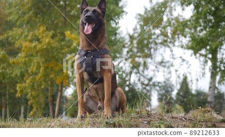 A trained german shepherd dog on a field staying close to the camera 89212633
