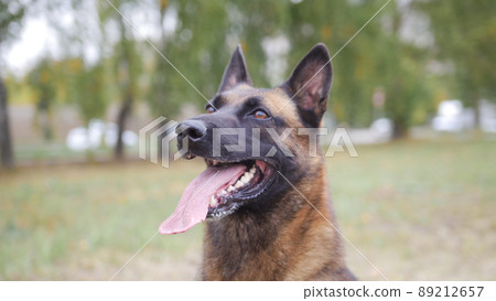 Happy trained german shepherd dog portrait shot Happy trained german shepherd dog portrait shot 89212657